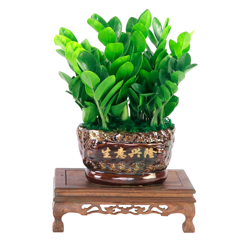 大盆金钱树盆景室内客厅办公室植物摇钱树盆栽乔迁开业送礼绿植