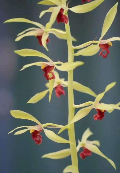 包邮自然老种兰花花苗蕙兰夕颜浓香阳台绿植时令草本花卉