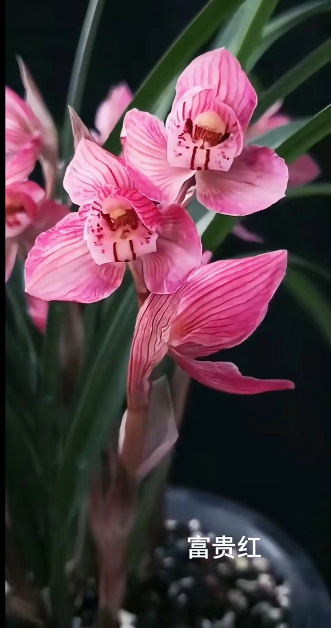 包邮当年开花名品兰花苗盆栽 春剑富贵红 阳台庭院浓香花卉绿植