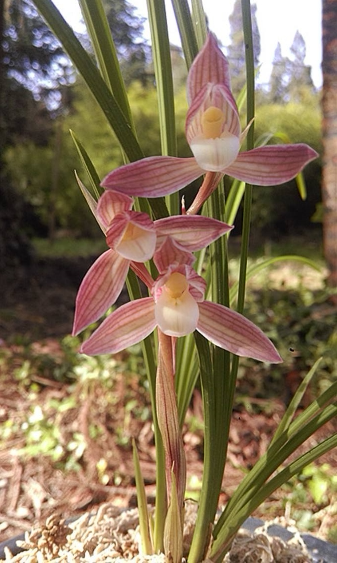 包邮人面桃花园艺花卉园花卉绿植浓香云南莲瓣花苗时令草本花卉