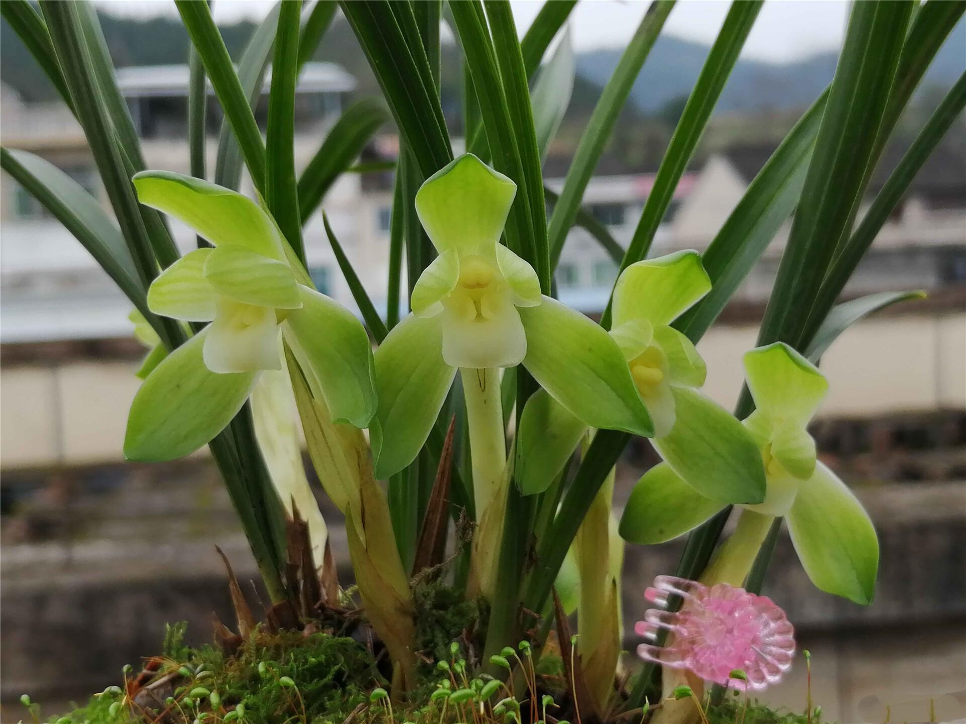 包邮当年开花花名品兰花苗春兰杨氏素荷阳台时令草本花卉
