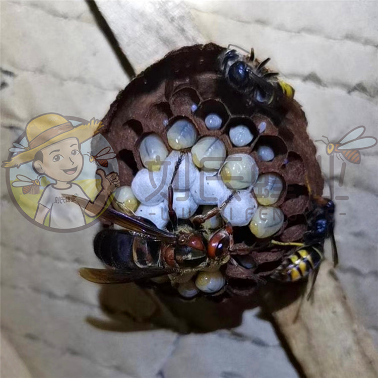 七里蜂王七里游鬼罗蜂胡蜂马蜂蜂王刘氏蜂业畜牧养殖场