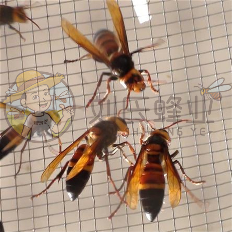 黑尾蜂王10只勤黑尾虎头蜂王胡蜂马蜂蜂王刘氏蜂业畜牧养殖场