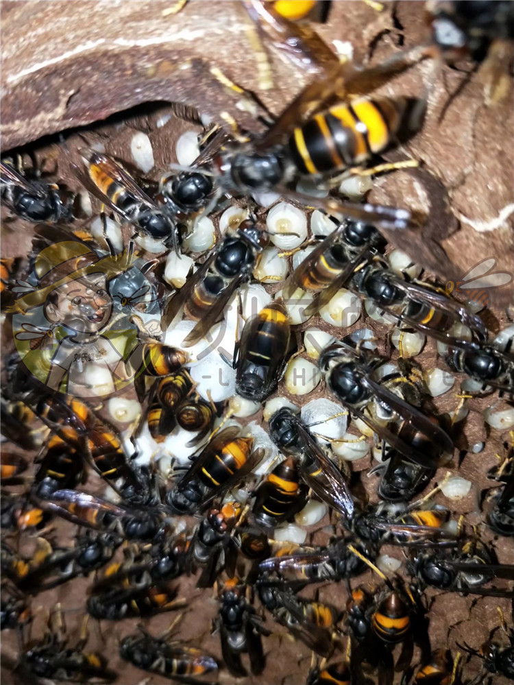 黄脚蜂王10只黑背葫芦蜂王马蜂胡蜂蜂王一对一配种刘氏蜂业