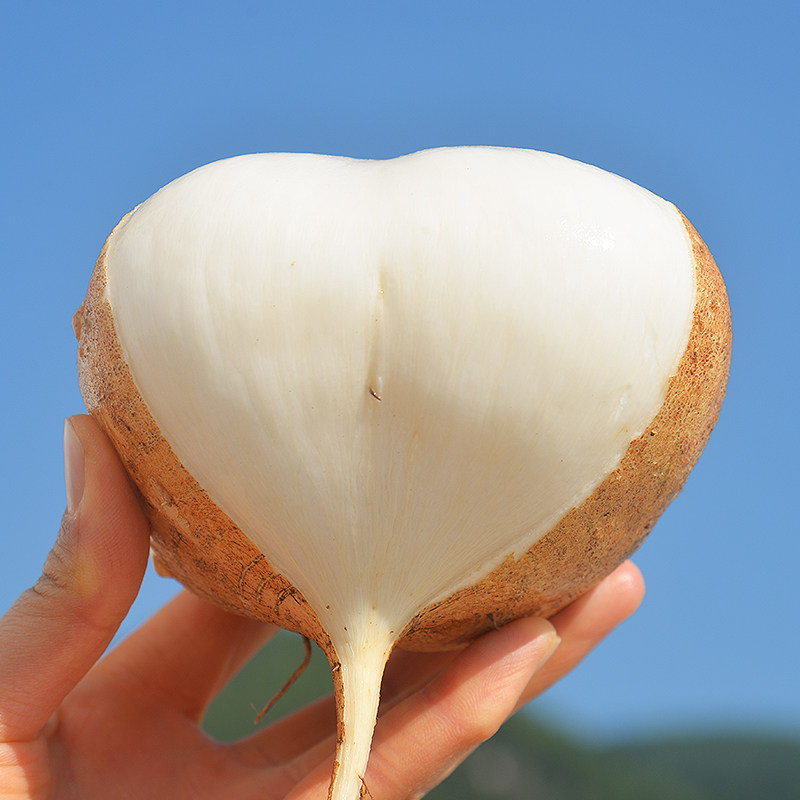 新鲜地瓜10斤农家新鲜土瓜新鲜凉薯新鲜蔬菜水果新鲜白地瓜地萝卜