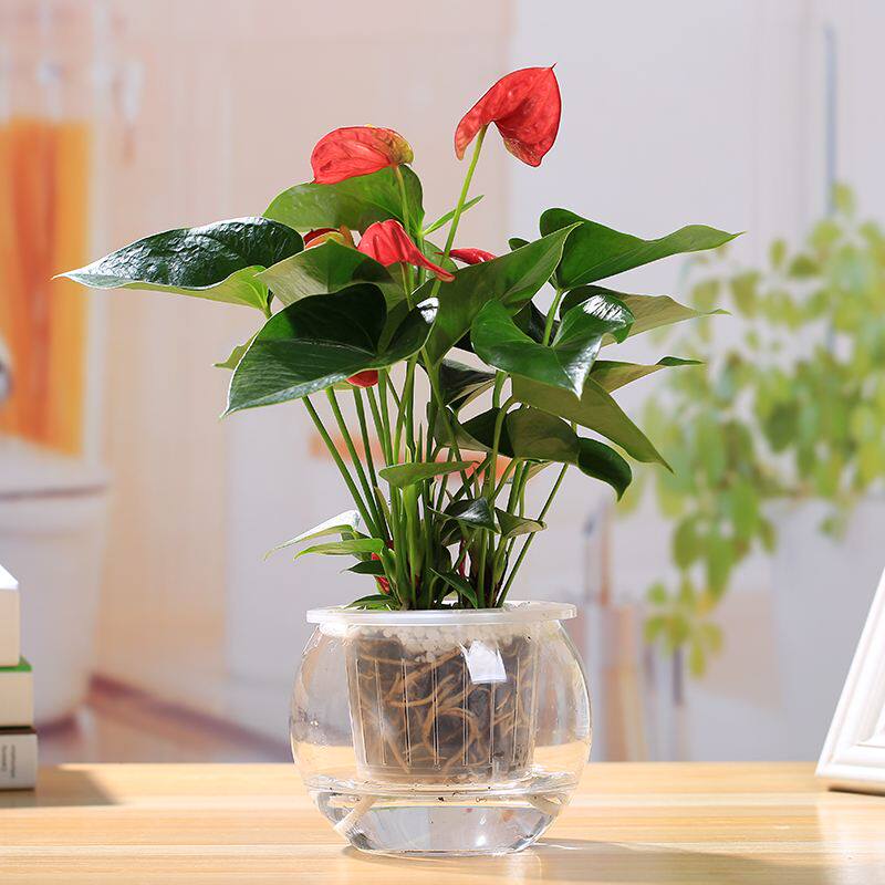 室内绿植水培植物水养花卉办公室桌面盆景四季时令草本花卉