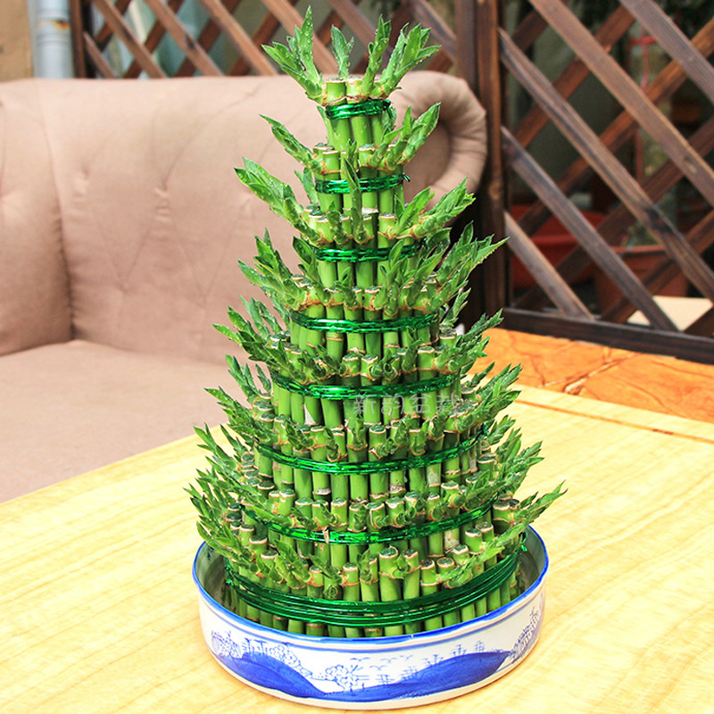 节节高富贵竹富贵塔室内绿植花卉八层九层开运盆栽绿植