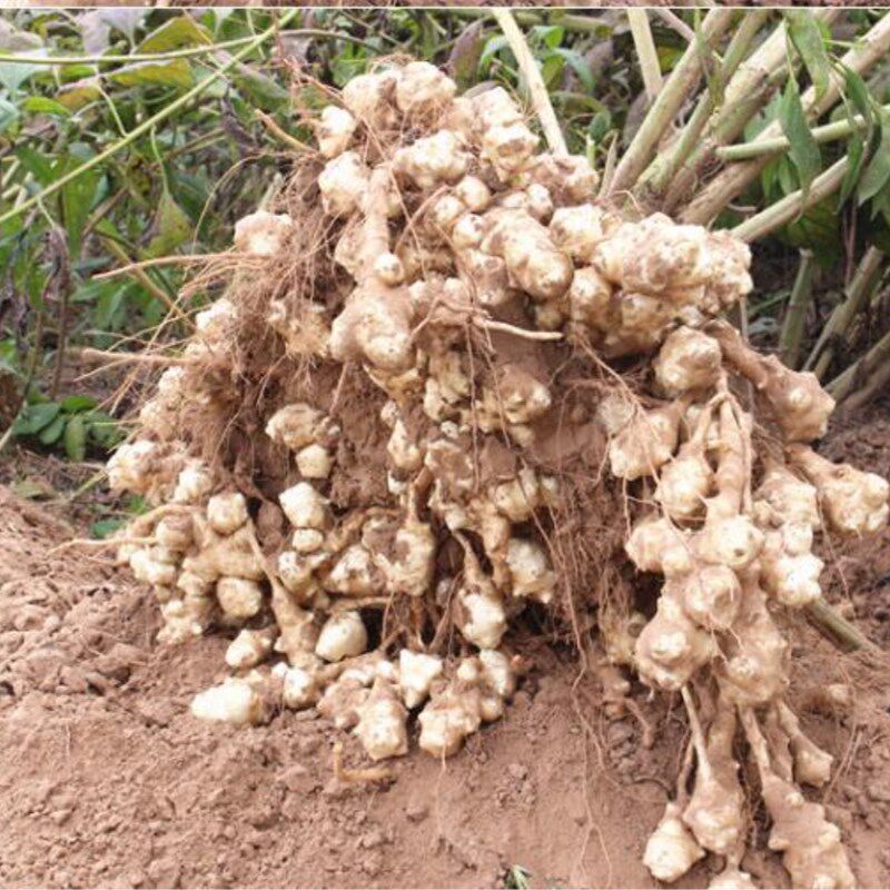 洋姜新鲜现挖10斤野菊芋不辣鬼子姜泡菜酱菜咸菜农家蔬菜 包邮