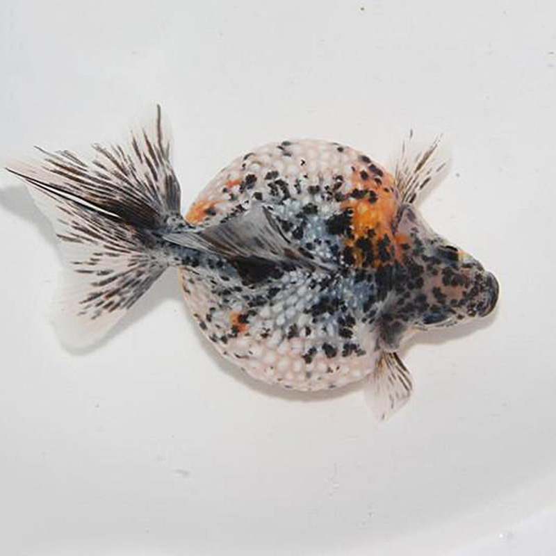 金鱼活体红白白珍珠精品五花鼠头珠子水族观赏鱼鱼