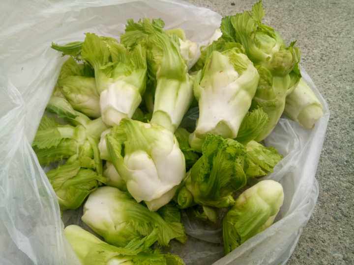 农自种绿色蔬菜优质新鲜脆嫩抱儿菜母子娃娃菜抱子芥菜泡菜五斤装