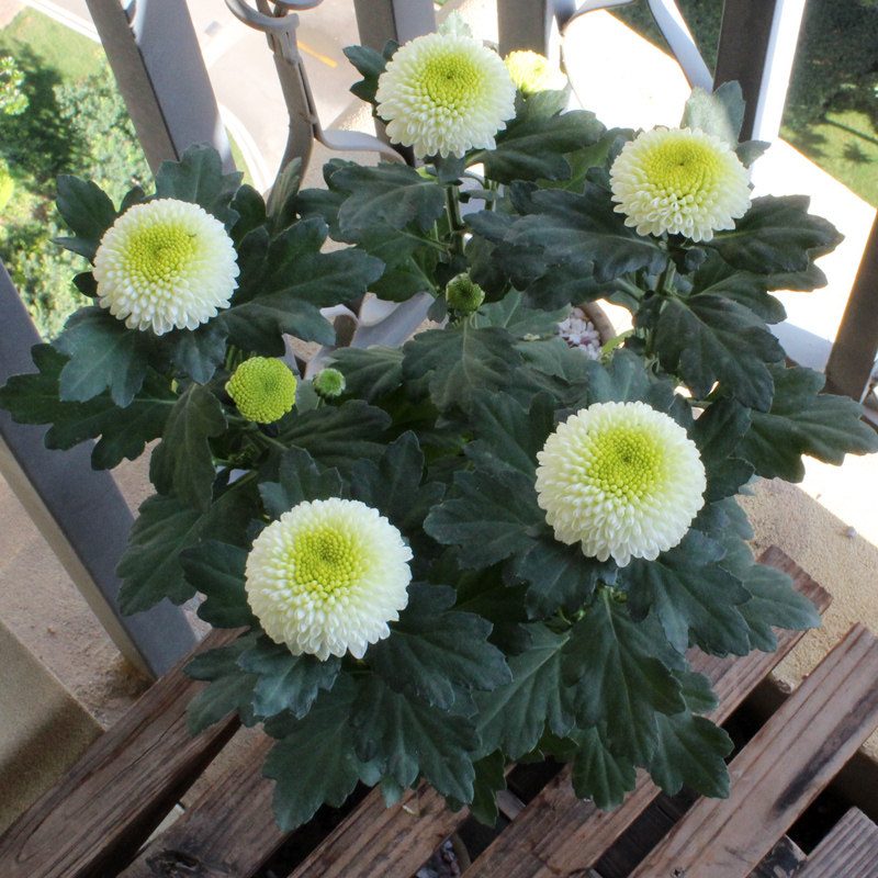 盆栽菊花荷兰鲜花花卉绿植花苗室外小雏菊多头时令草本花卉