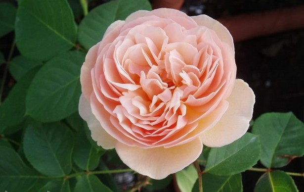 月季朱丽叶多季欧月切花包子阳台庭院大花扦插花卉