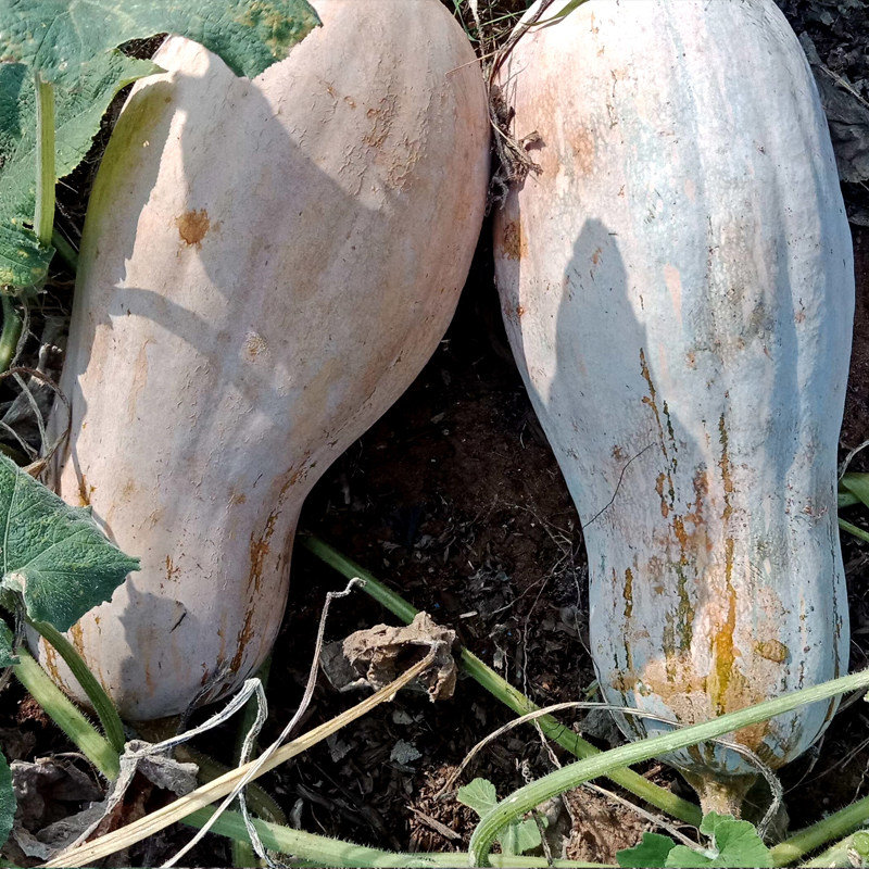 南瓜广西当季新鲜甜糯品种宝宝辅食农家种植南瓜