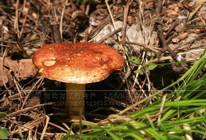 东北特产 松蘑菇 野生粘团子松蛾子松菇菌干货黄滑松茸 一斤包邮