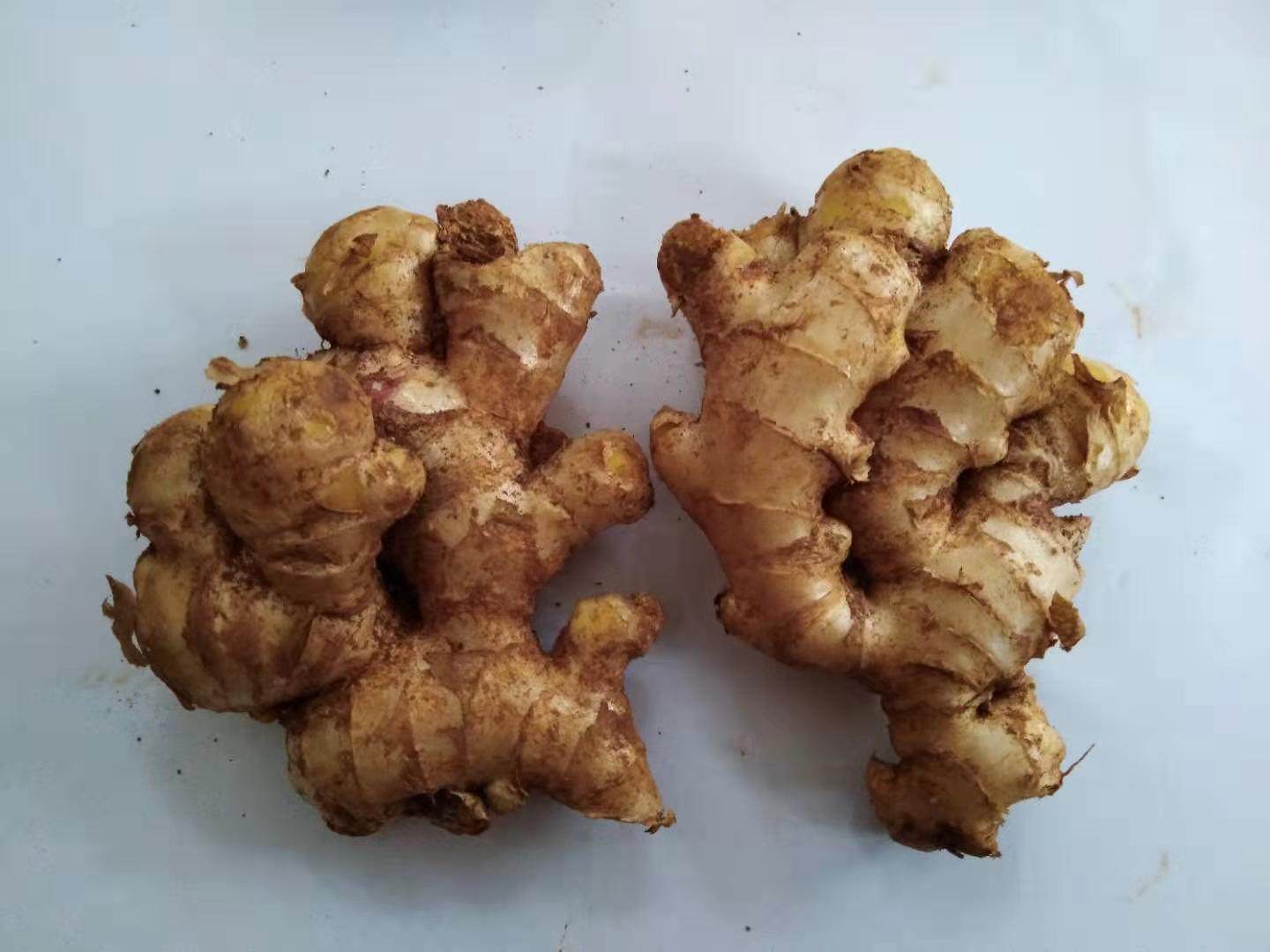 四川新鲜小黄黄姜月子老土母姜生姜仔指泡菜生姜