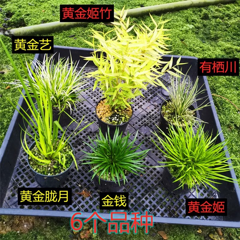 日本金钱菖蒲草盆景贵船苔蝉小川四季常青室内绿植耐寒好养盆栽花 - 图2