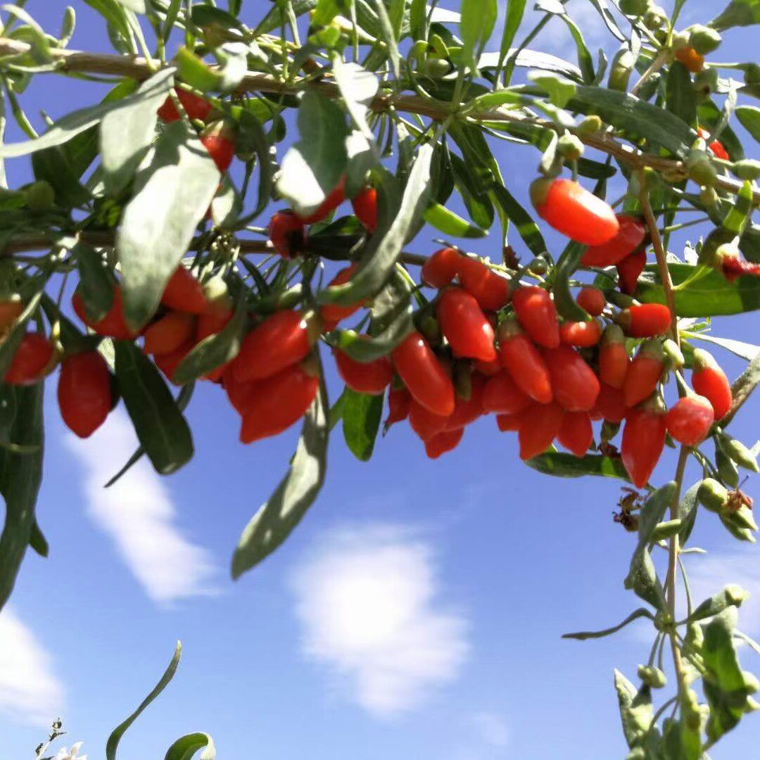 枸杞子靖远远红枸杞2022年甘肃白银五合无硫免洗枸杞