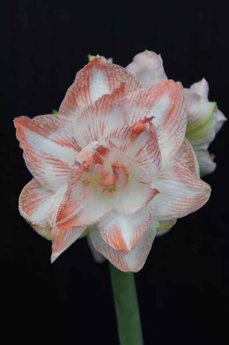 荷兰12月发联合荣耀进口重瓣朱顶红兰花园艺268元种球