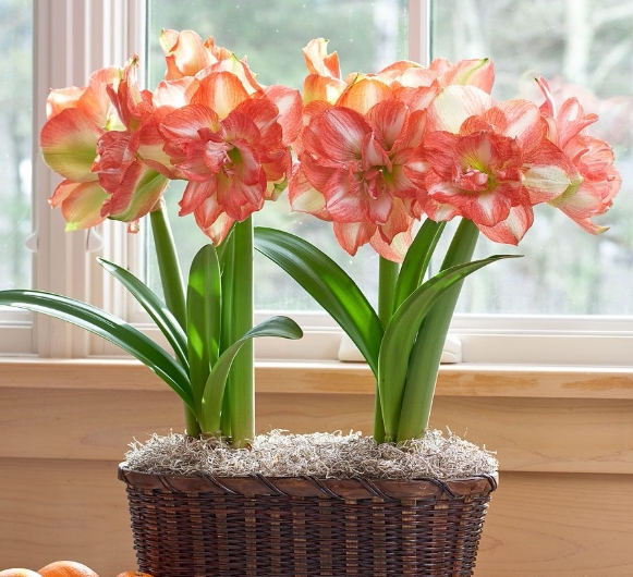 荷兰现货美丽心情美丽情感进口朱顶红重瓣种兰花园艺种球