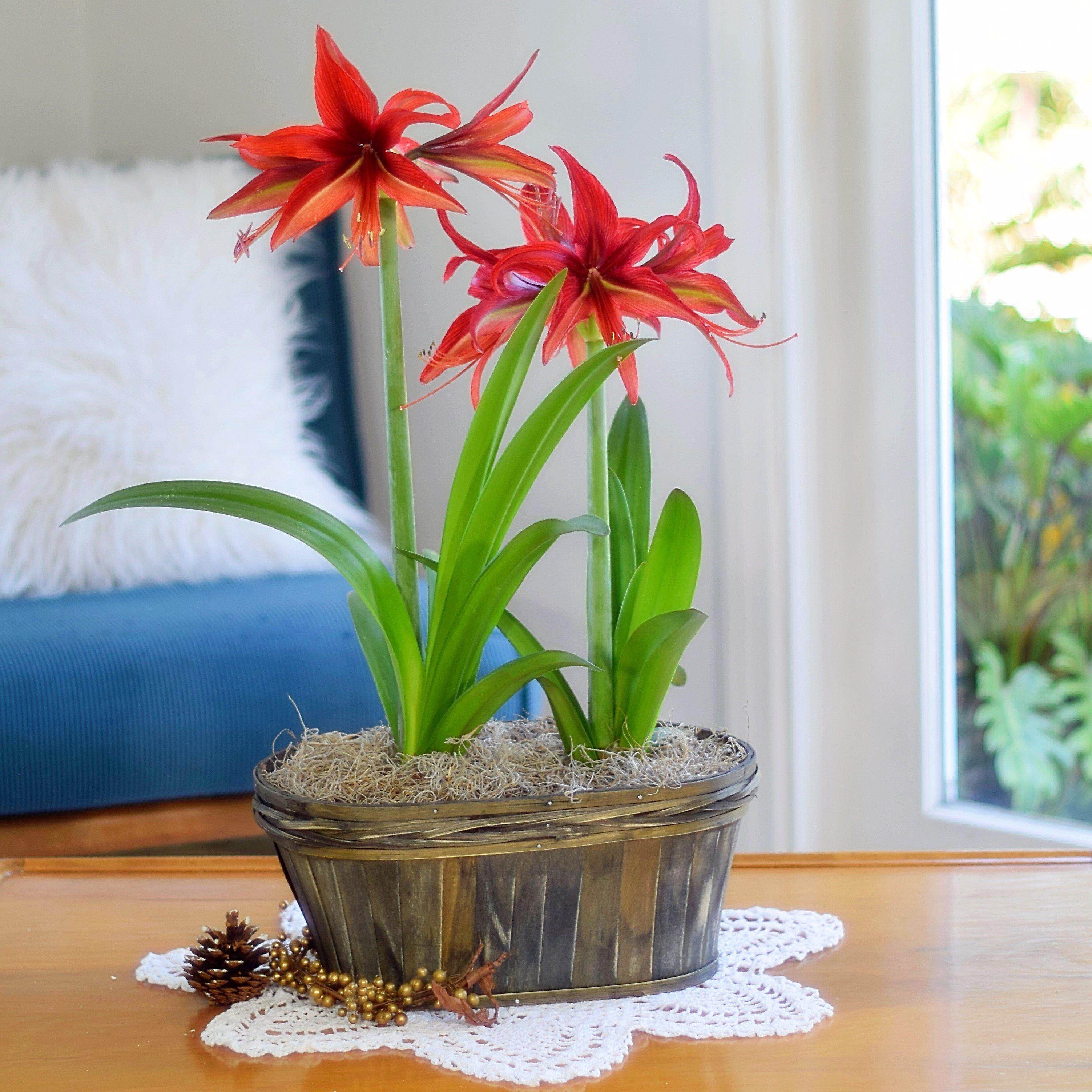 荷兰现货细瓣波哥大bogota2021进口朱顶红种兰花种球