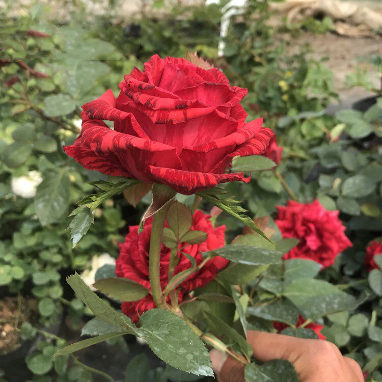 红色直觉切花月季大苗条纹大花玫瑰盆栽四季时令草本花卉