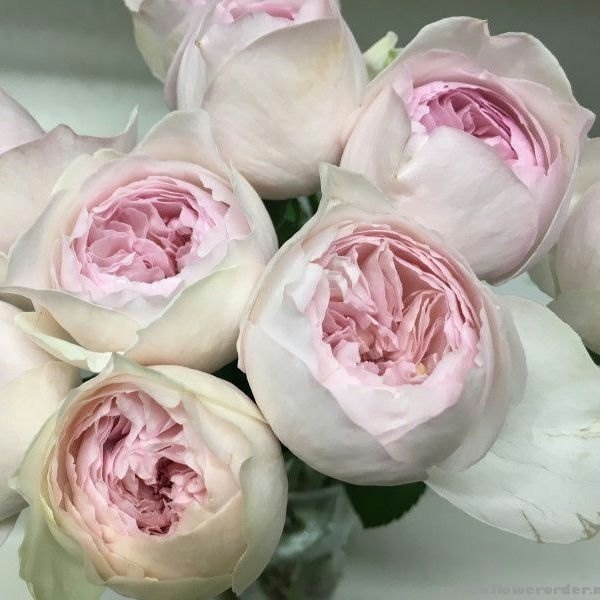 伊芙特大盆栽花卉耐热耐寒玫瑰浓香乙女阳台时令草本花卉