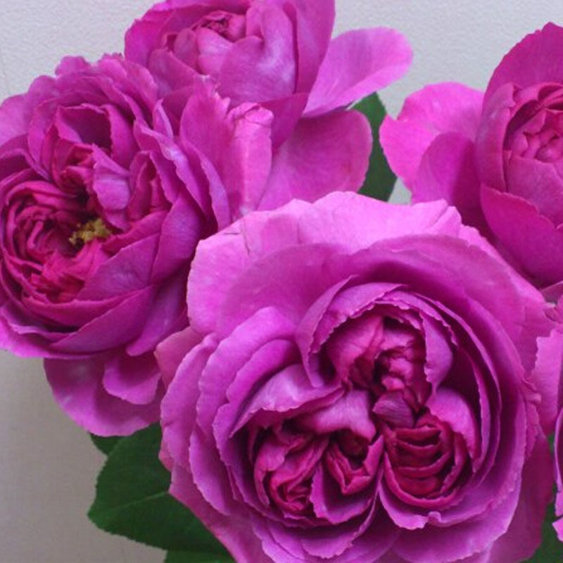 伊芙小资情调月季花大苗盆栽灌木切花强香花朵时令草本花卉