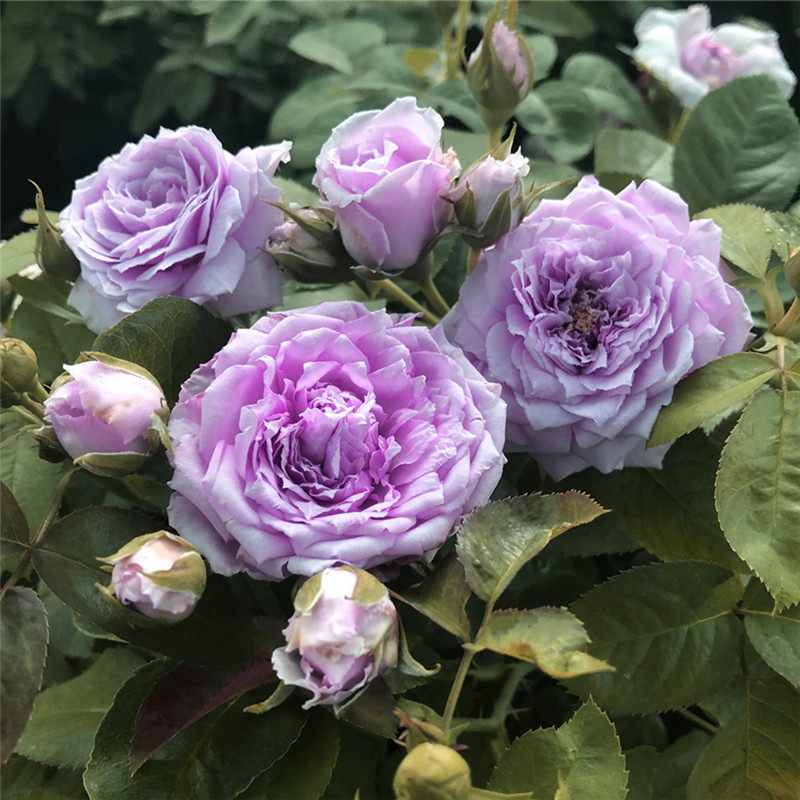 蓝色天空晴空月季花大苗浓香大花四季勤花阳台玫瑰时令草本花卉