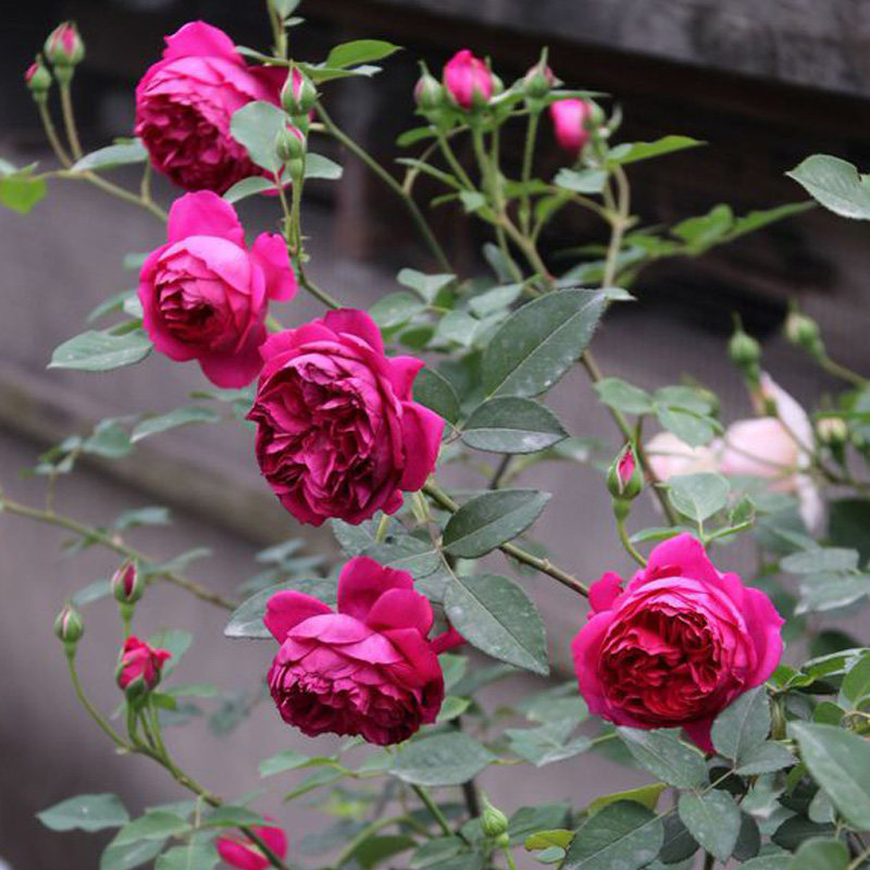 阳台浓香花卉月季月季花花苗盆栽秋日胭脂四季时令草本花卉
