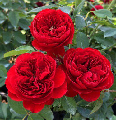 红色大花欧月红苹果灌木月季花大苗四季阳台玫瑰花时令草本花卉