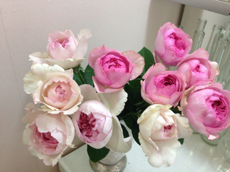 伊芙克莱尔月季花大苗大花浓香阳台花卉植物盆栽四季玫瑰观花盆栽