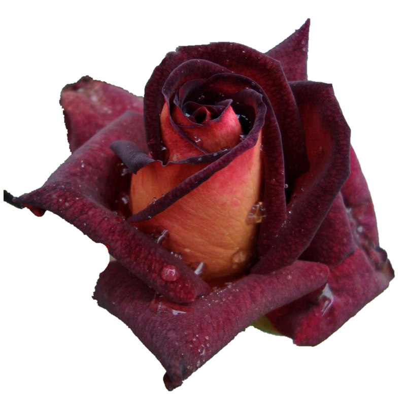 骇客切花玫瑰花苗暗红色系列大花型茶香灌木花苗