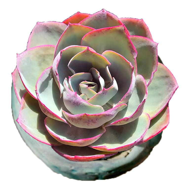 一物一拍达芬奇密码多肉植物老桩办公室绿植花卉大棚多肉植物