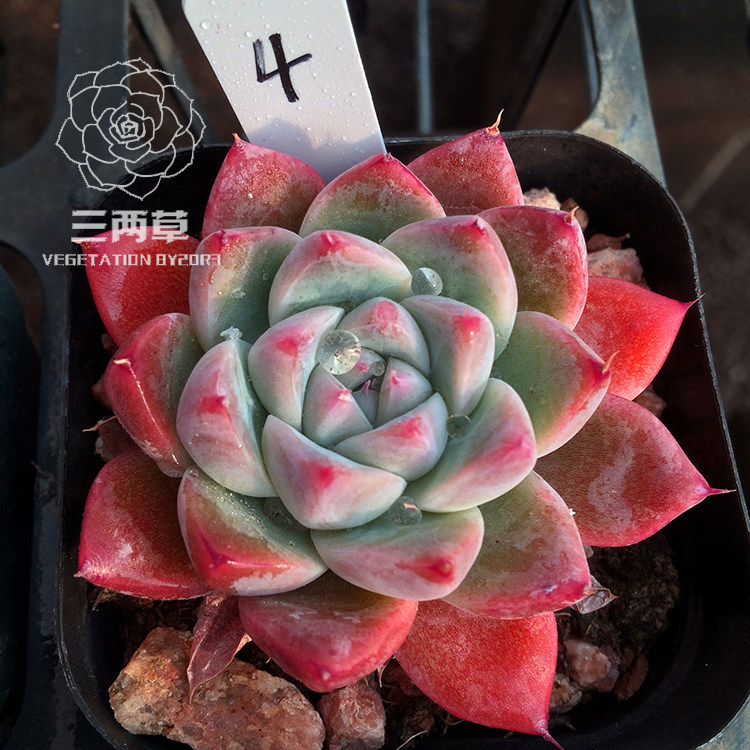 一物一拍阿尔巴佳人如梦群生多头老桩多肉植物多肉植物