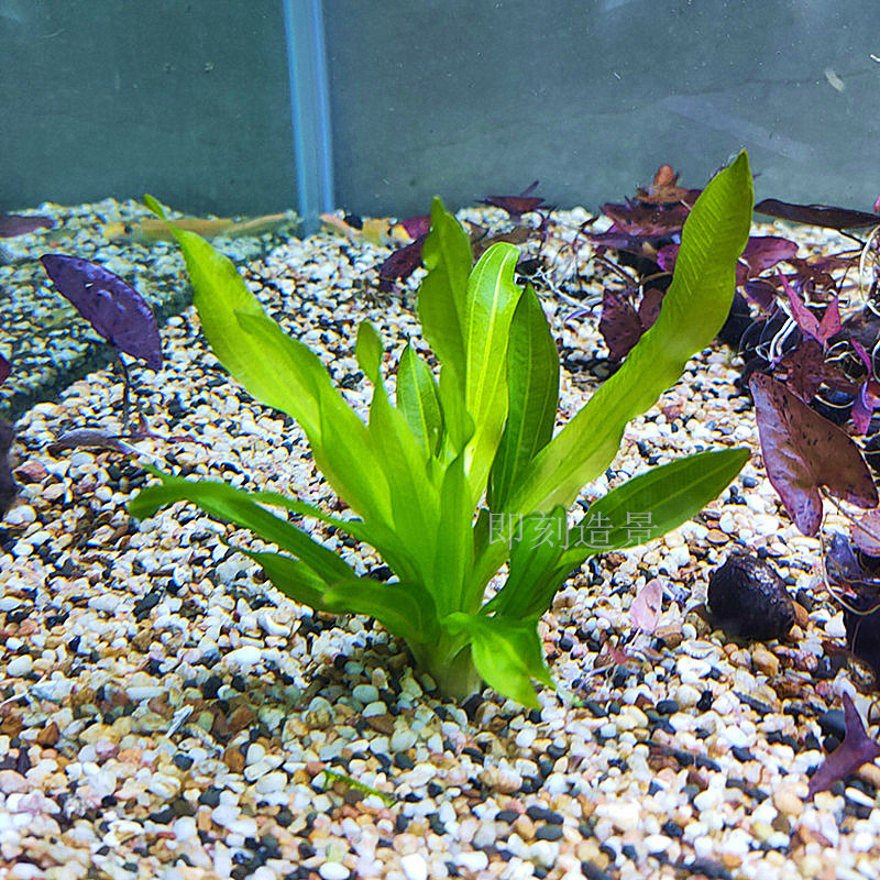 九冠迷你水草植物皇冠古法鱼缸造景阴性新手水草