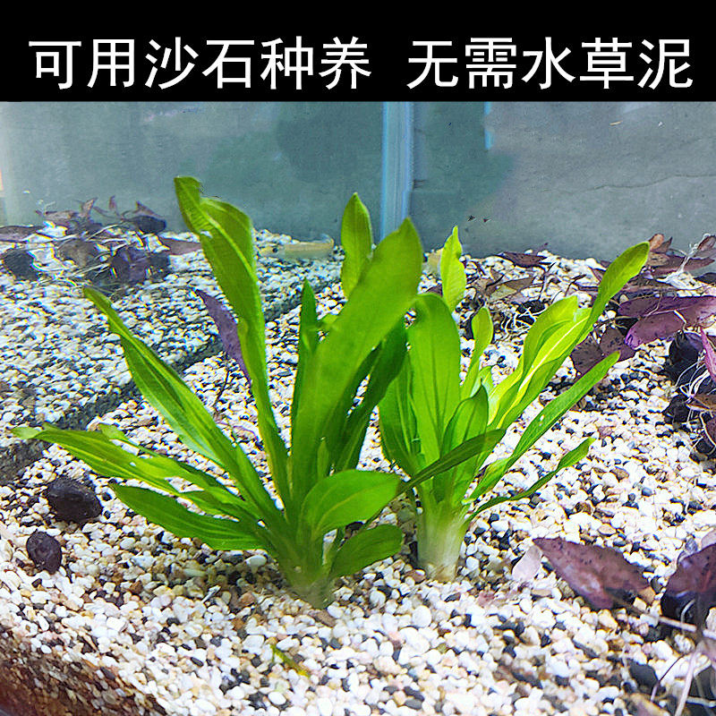 九冠迷你水草植物皇冠古法鱼缸造景阴性新手水草