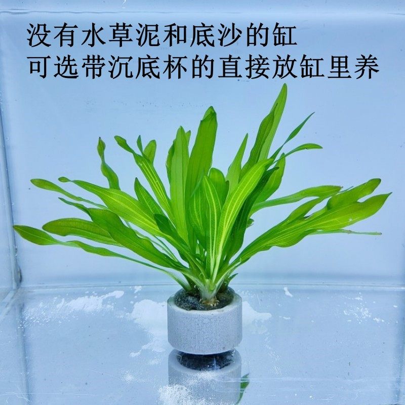 九冠迷你水草植物皇冠古法鱼缸造景阴性新手水草