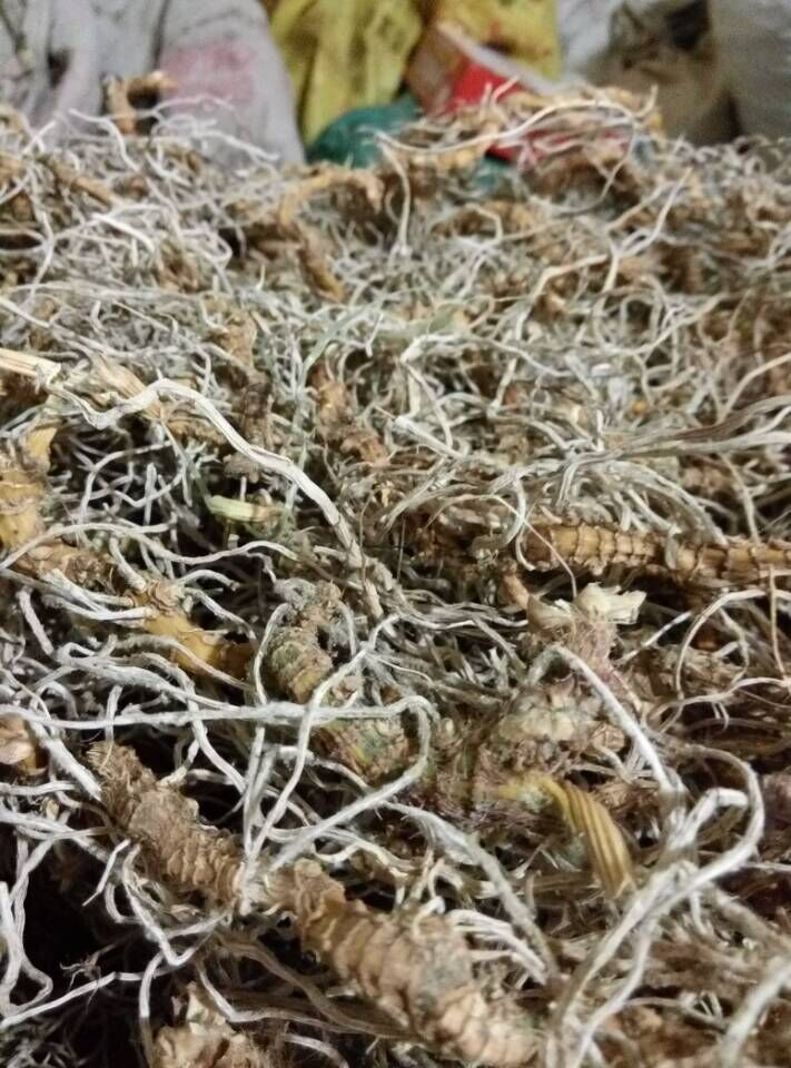 入地蜈蚣500g地下蜈蚣山蜈蚣蜈蚣须中草药材特价包邮