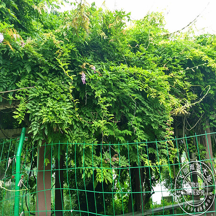 紫藤花树苗爬藤楼顶攀援围墙庭院盆栽屋顶阳台时令草本花卉