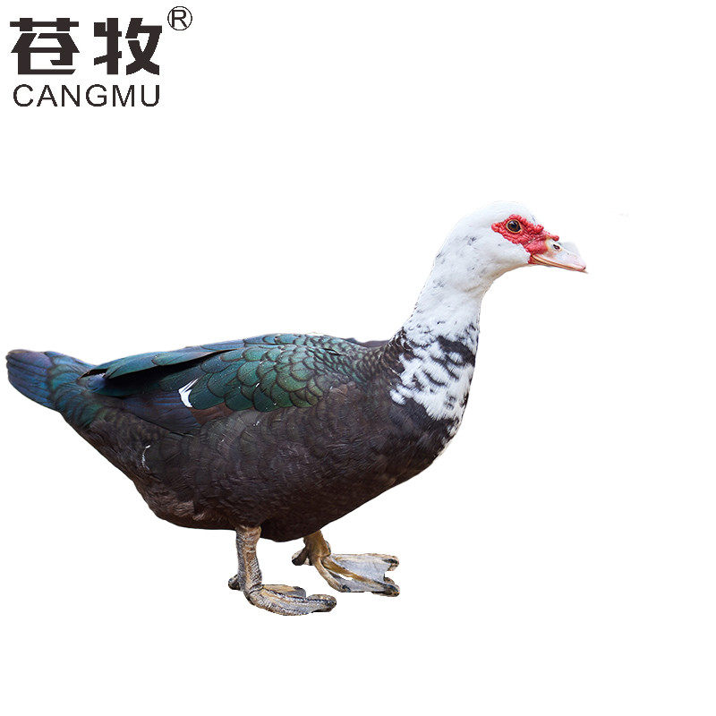 番鸭彩灯谷麦农家老大中老大花红脸一个活体其它