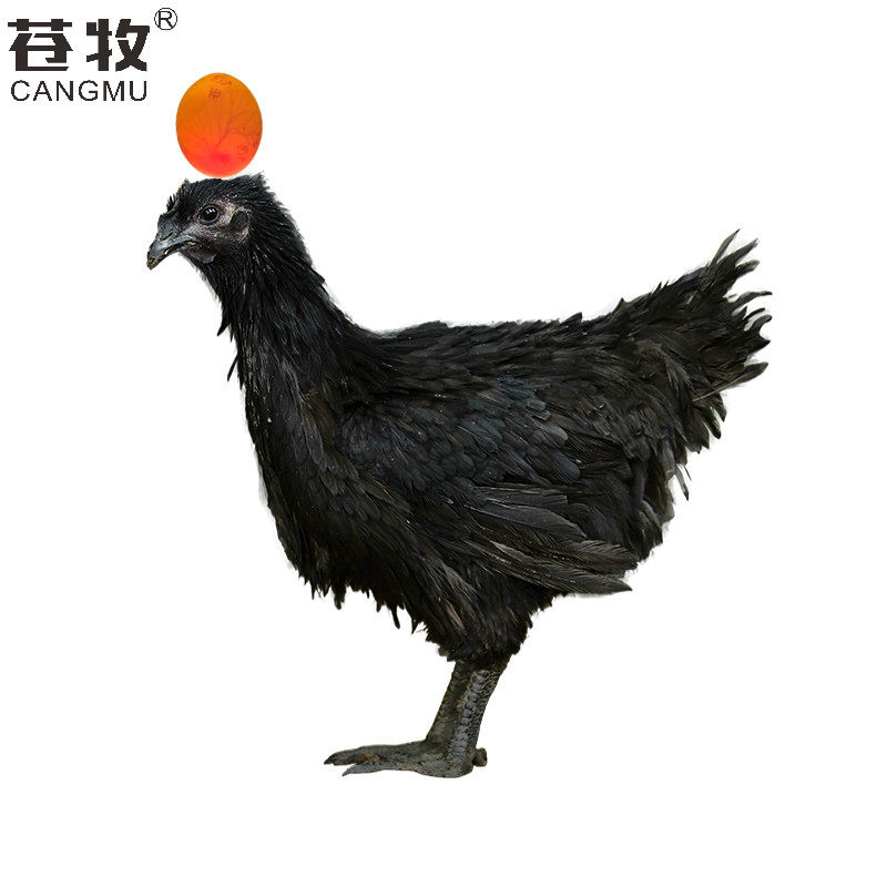 苍牧黑羽麒麟鸡炸毛鸡翻毛卷毛30天脱温五个活体鸡蛋