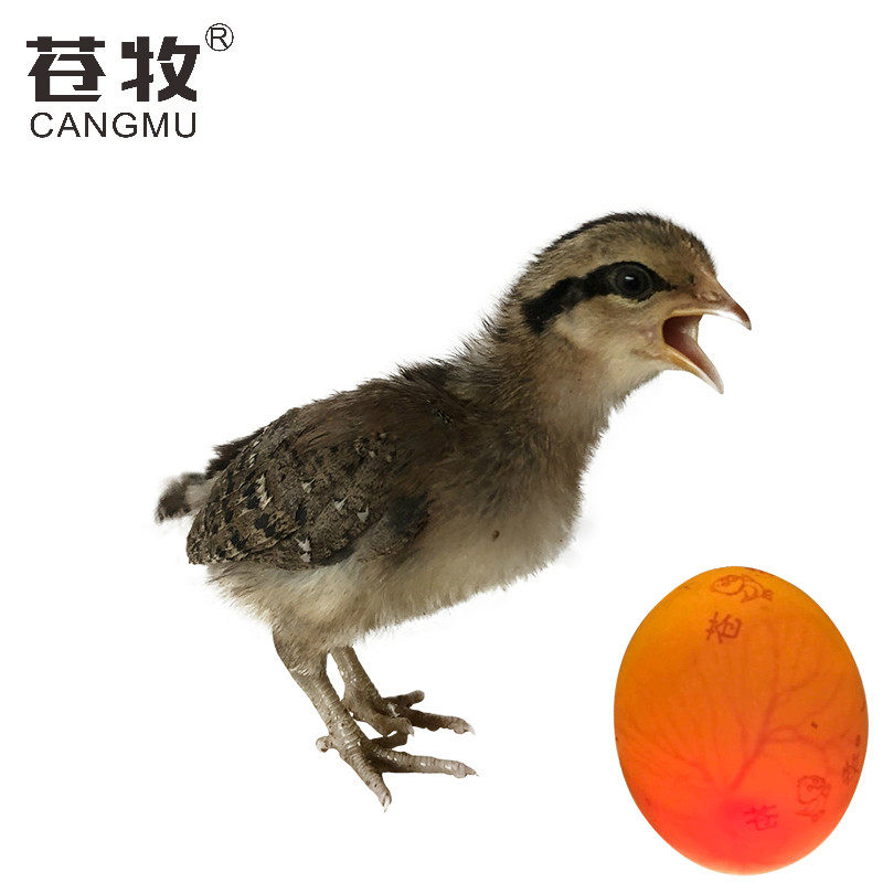 鸡苗原鸡二代发包批发龄雏710天孵化母体小鸡其它