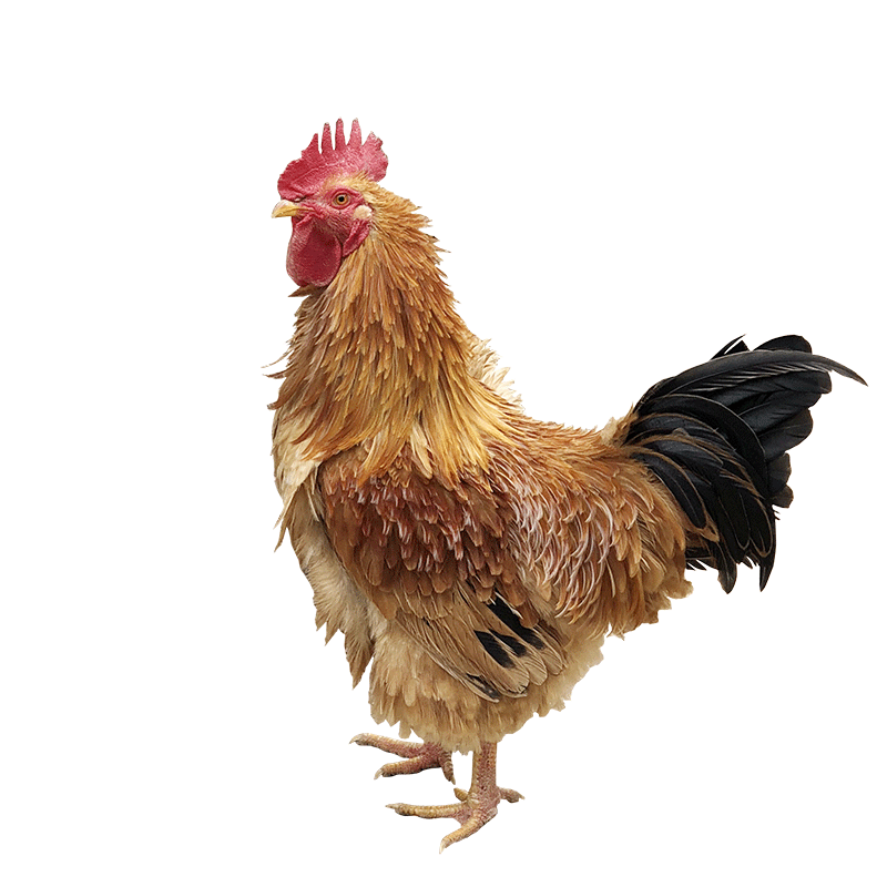 苍牧10枚麒麟鸡受精蛋卷毛鸡可孵化蛋翻毛鸡种蛋孵小鸡苗批发包邮