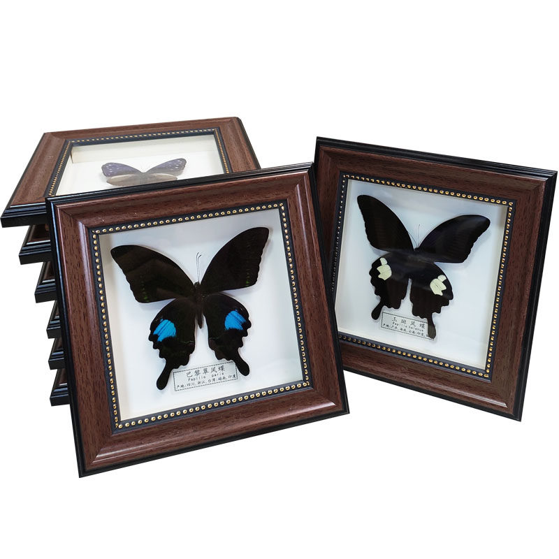 蝴蝶标本昆虫展翅相框盒子装饰立体摆件挂式标本类装饰画