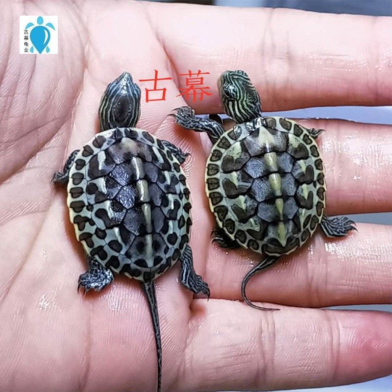 乌龟花龟活体珍珠宠物观赏长寿招财龟