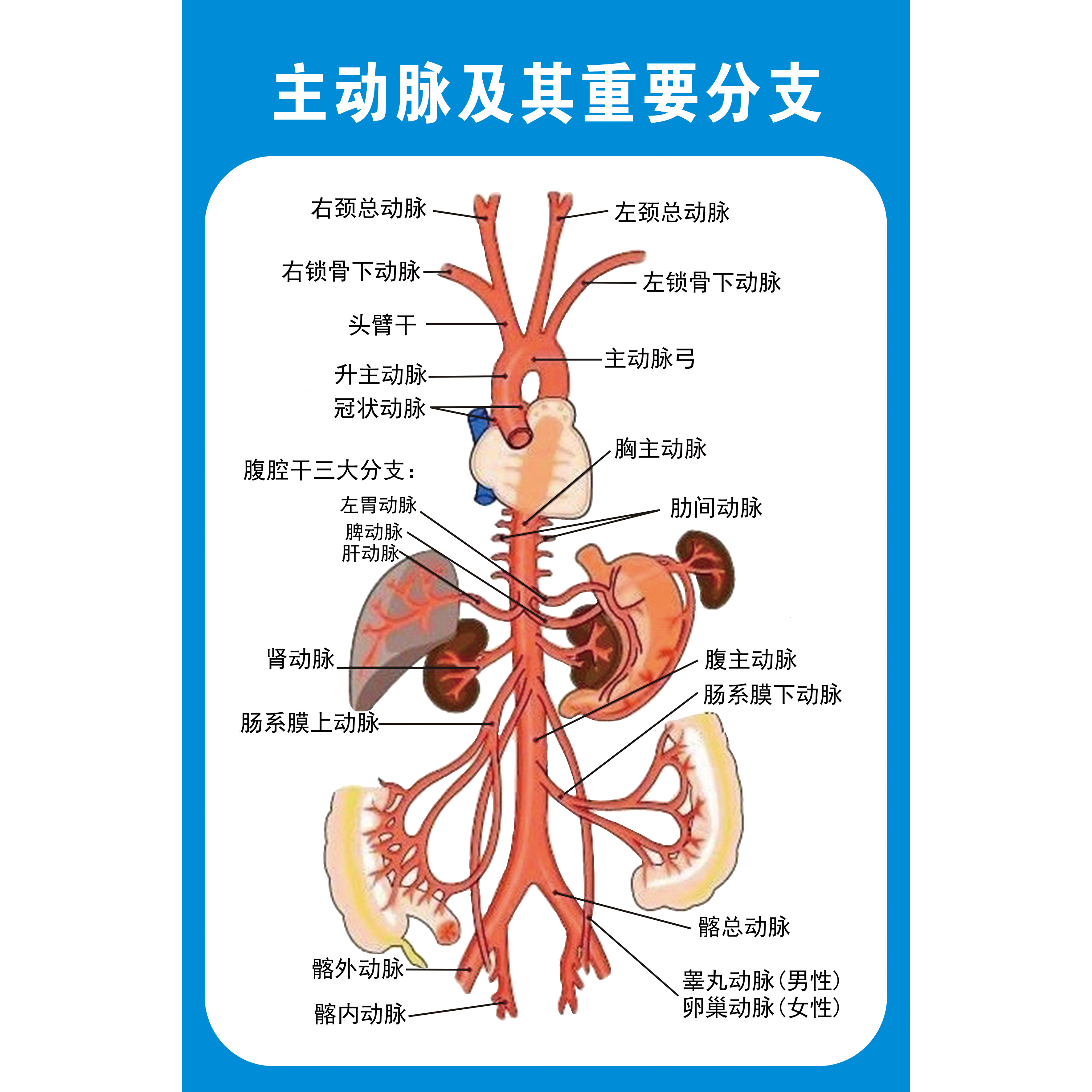 人休主动脉及其分支分布血液系统人体肌肉骨骼神经血管分布图