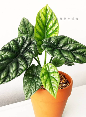 魔镜alocasia波纹龙鳞大仙女海芋