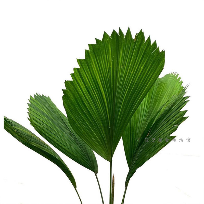 圆叶轴榈轴棕叶盆栽办公办公室室内喜阴好养易活绿植