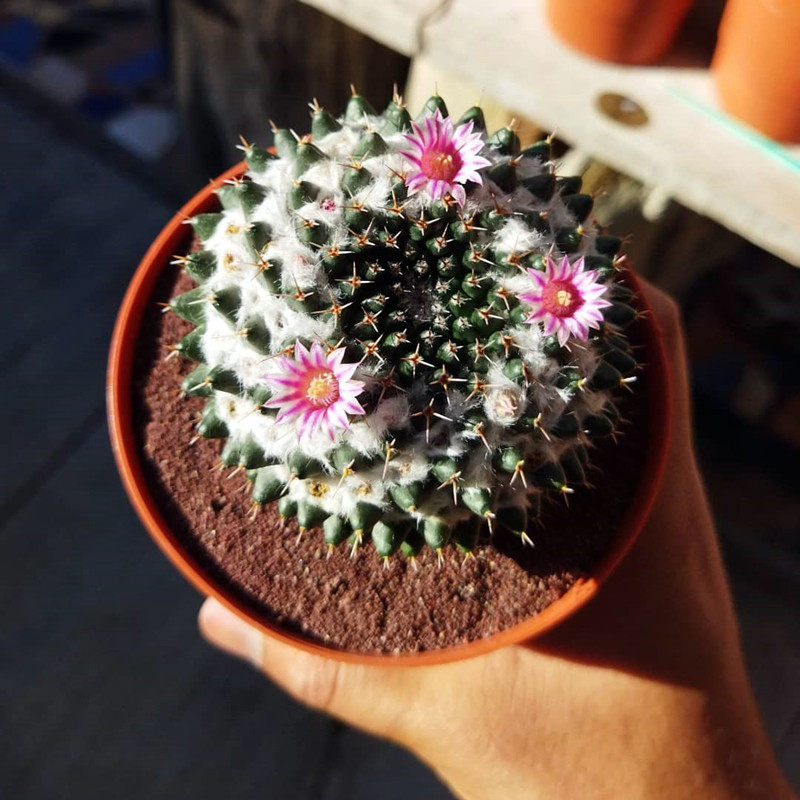 怪神乳突属实开花仙人冷门多肉植物籽播好养多肉植物
