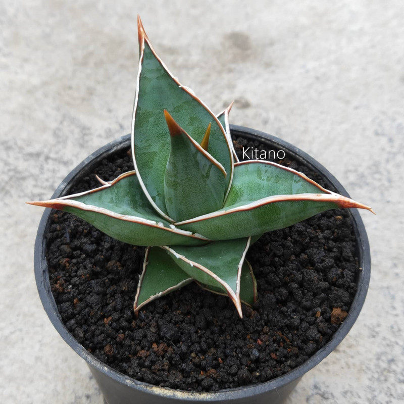 佛手佛前香棒叶虎尾兰虎虎皮绿植养活仙人仙人掌多肉植物